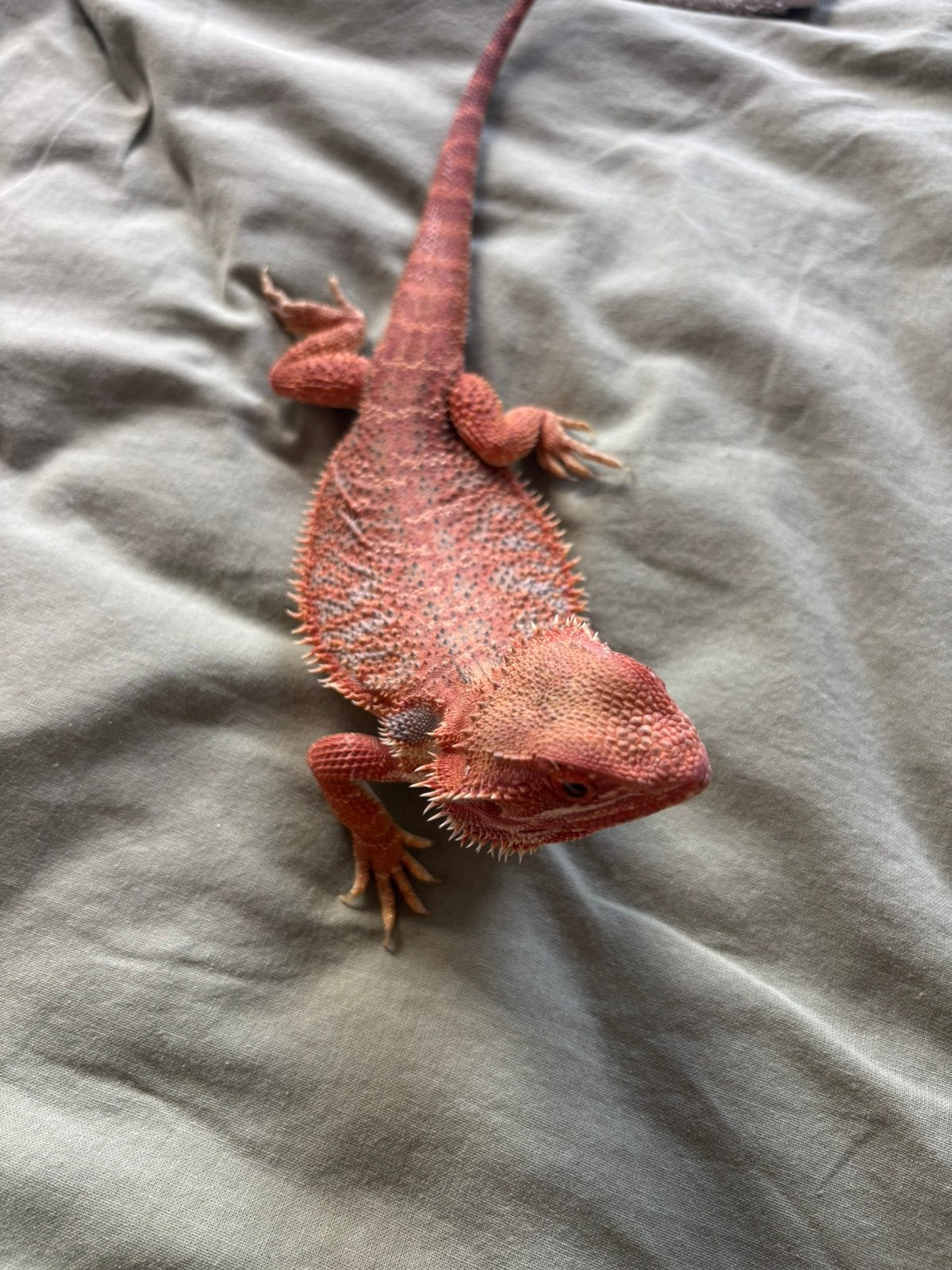 Bearded dragon, Animaux & Accessoires