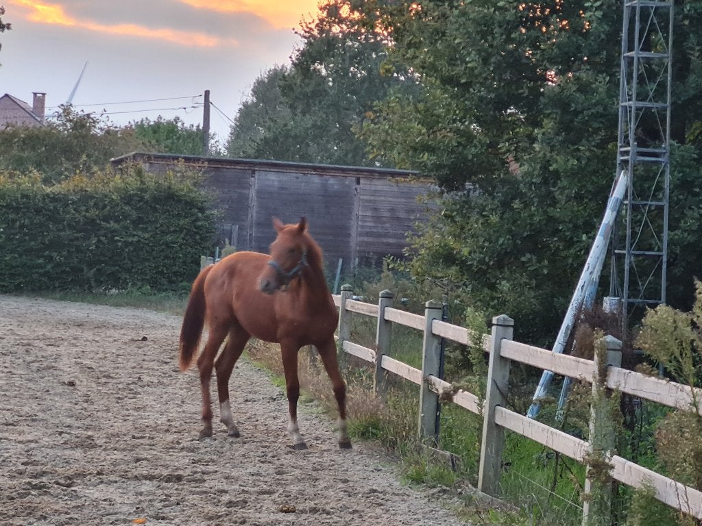 Mooie hengst 1,5 jaar, Dieren en Toebehoren, Met stamboom, Dressuurpaard, 0 tot 2 jaar, Hengst