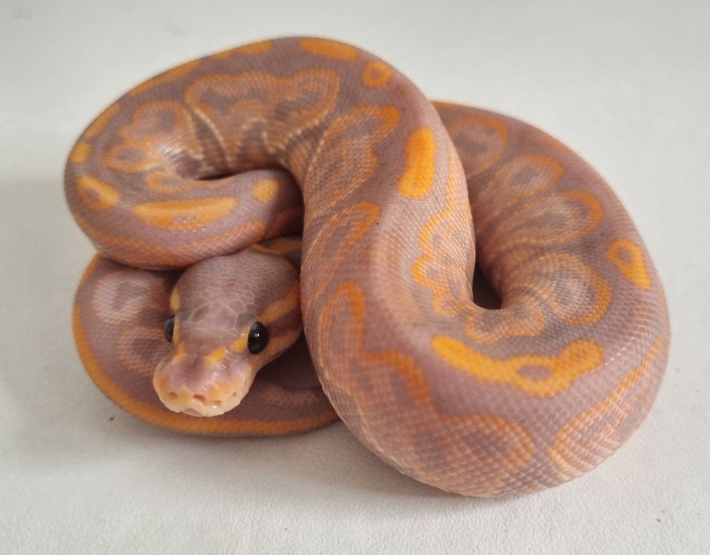 1.0 banana black pastel special 66% het clown Ball Python - male for sale from Mex