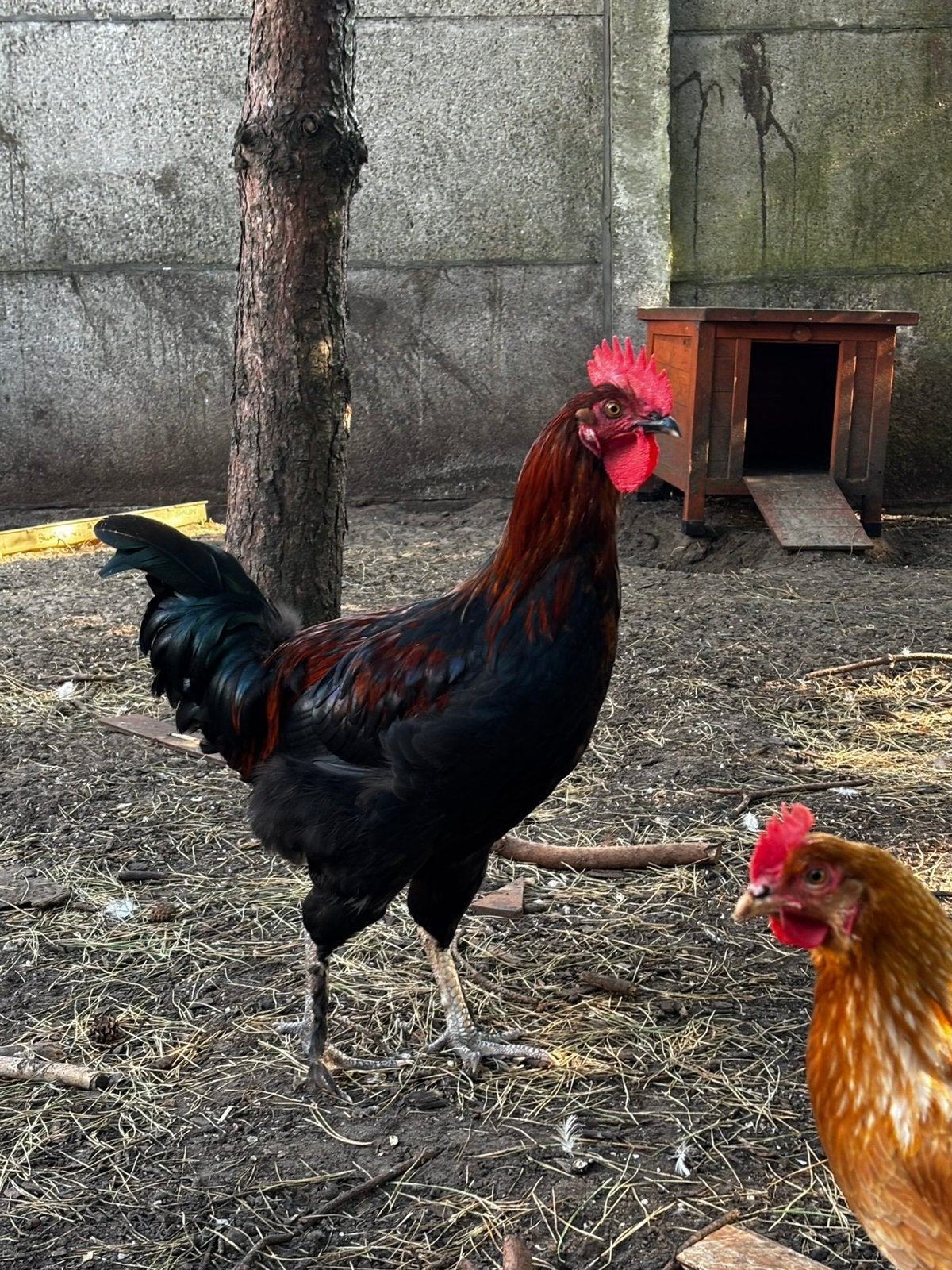 Hanen (gratis), Dieren en Toebehoren, Pluimvee