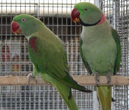Grand Alexandre, Animaux & Accessoires, Oiseaux | Perruches & Perroquets