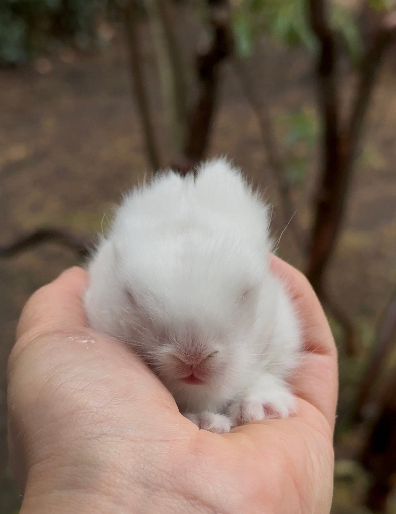 Lionlop voedstertje, Oreilles tombantes