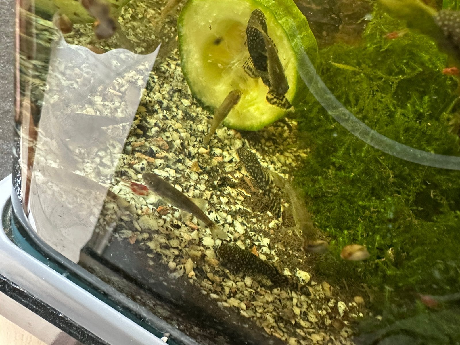 Garra Rufa's/Morue/Poisson docteur, Poisson, Poisson d'eau douce