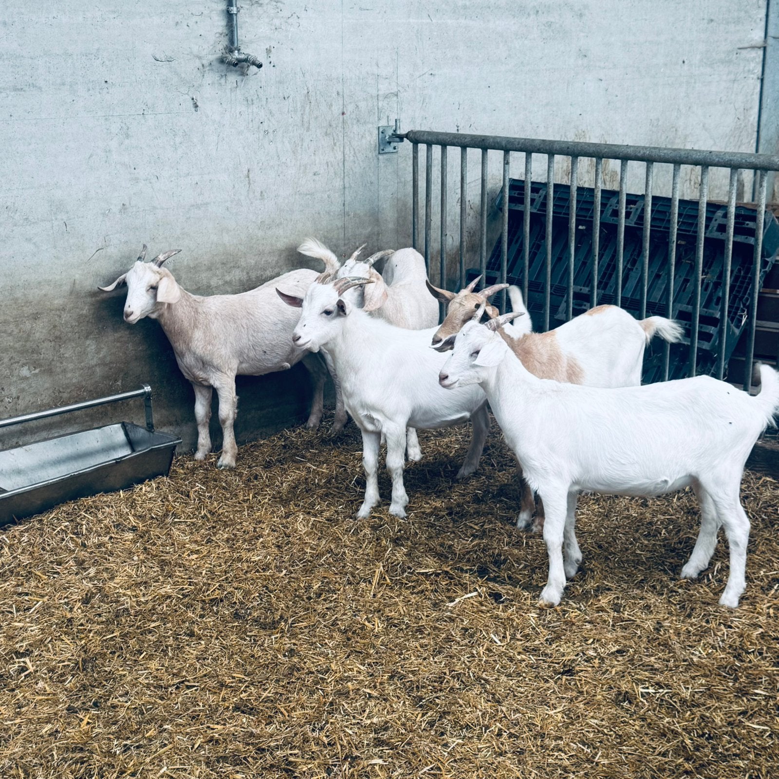Boergeiten