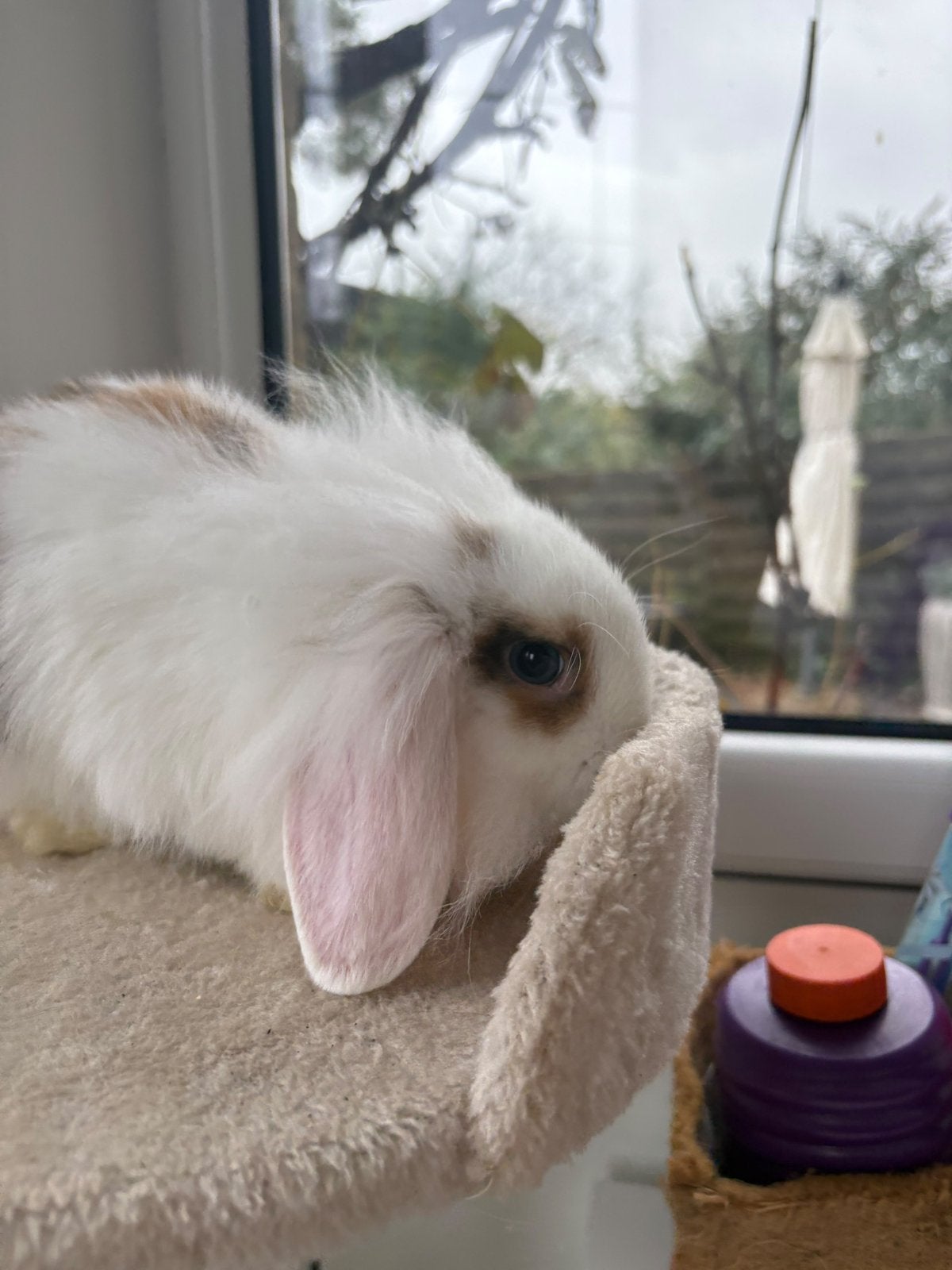 Baby konijn te koop