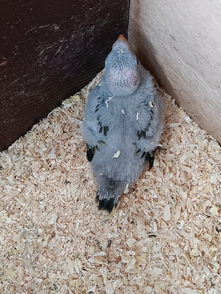bergparkiet in blok, Dieren en Toebehoren, Vogels | Duiven