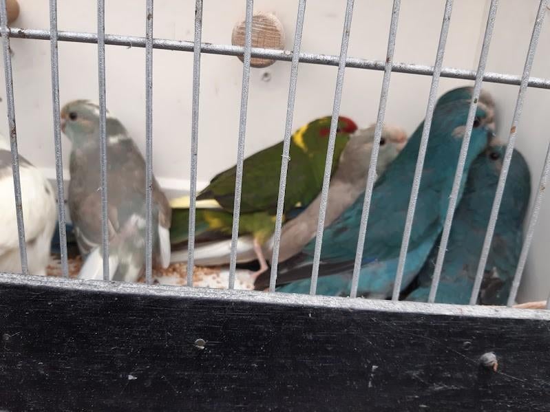 kakarikis, Animaux & Accessoires, Perruche, Bagué