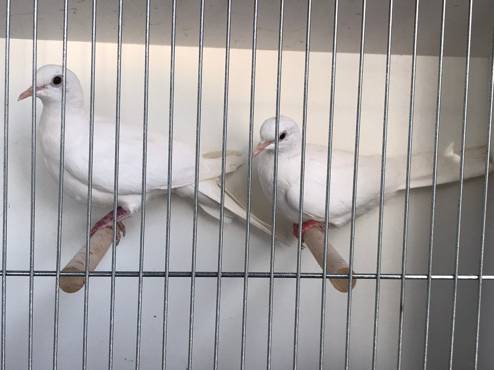 Witte lachduiven, Dieren en Toebehoren, Vogels | Overige Vogels