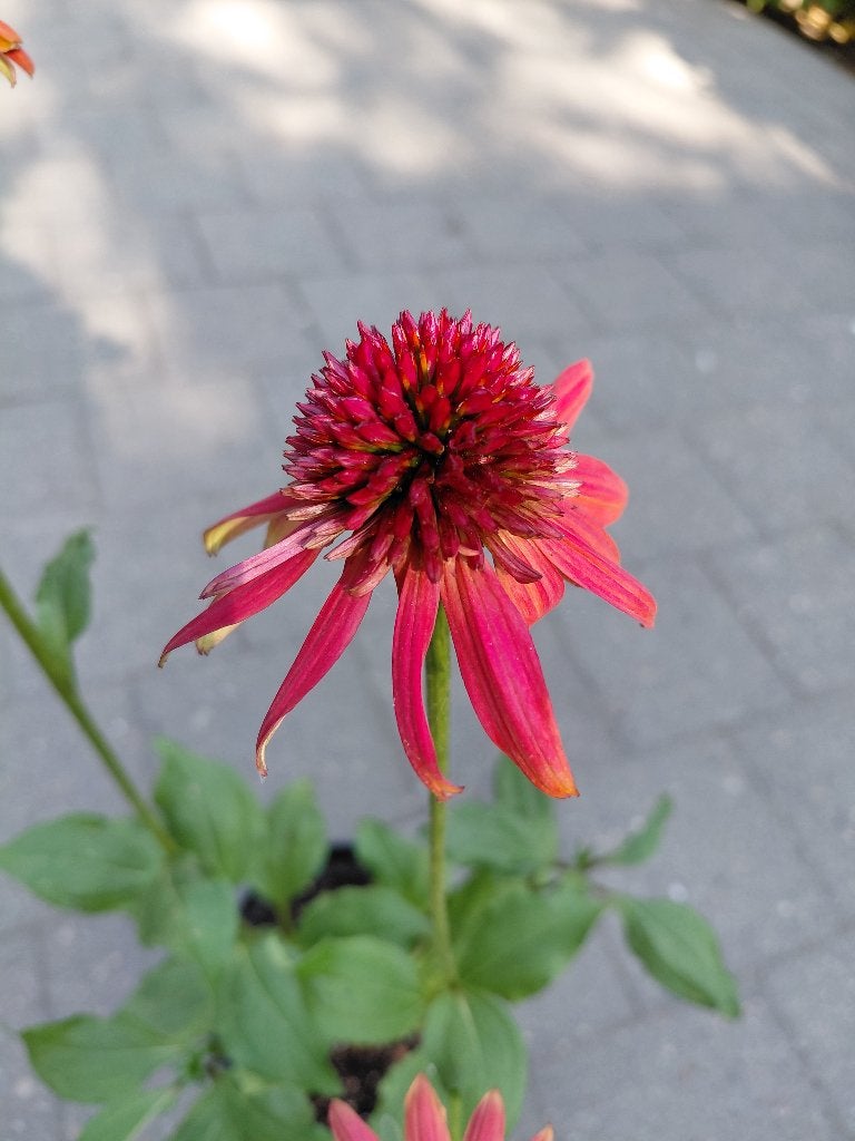 Echinacea Eccentric, Tuin en Terras, Ophalen