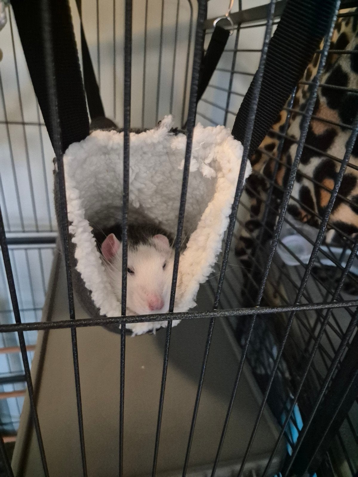 Lief tam ratje 1 jaar, Dieren en Toebehoren, Ophalen