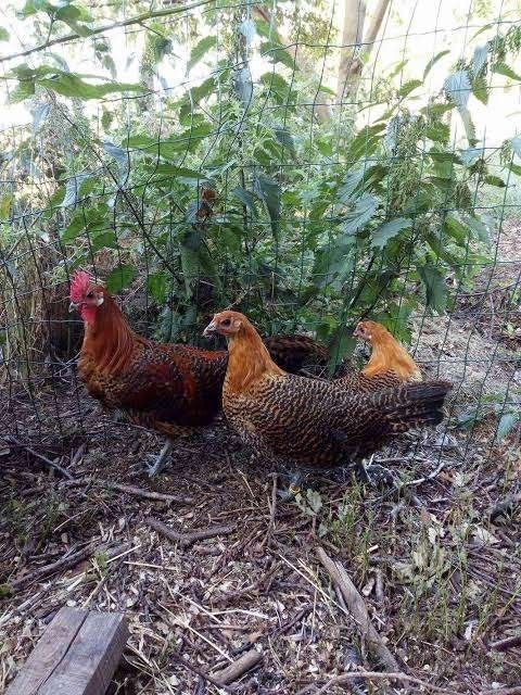 goudbrakel kippen, Meerdere dieren, Kip