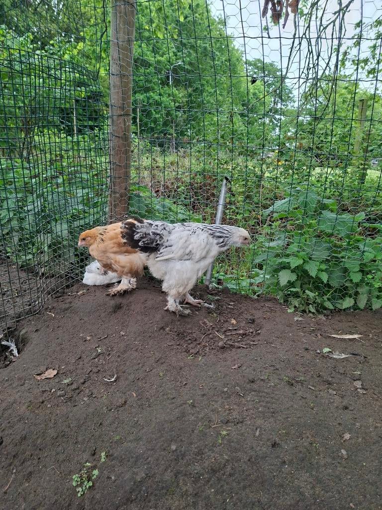 Selectie aan Brahma kuikens, Dieren en Toebehoren, Pluimvee