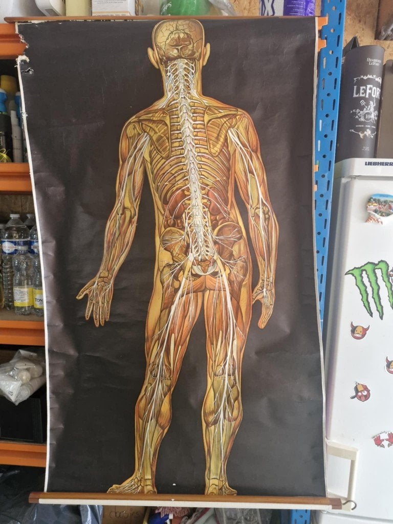 wandkaart menselijk zenuwstelsel, Antiek en Kunst, Ophalen of Verzenden, Natuur en Biologie
