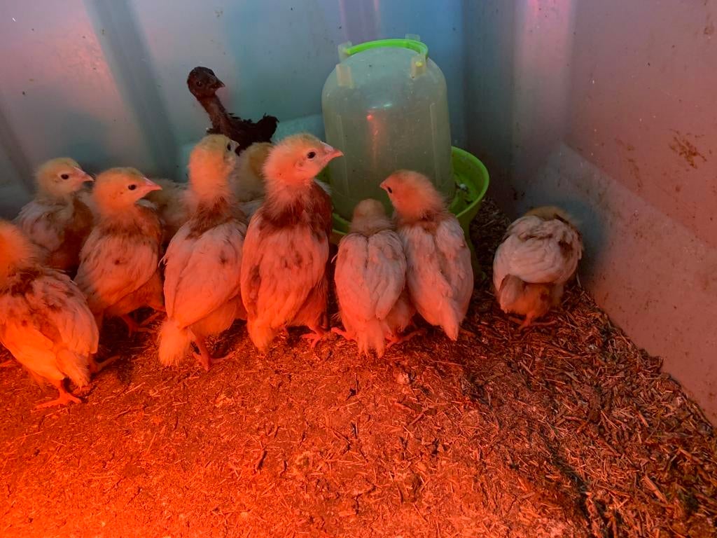 Legkip kuikens, Dieren en Toebehoren