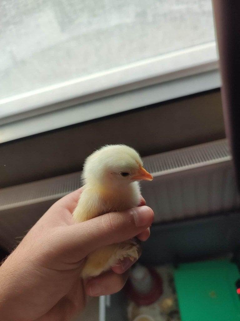 Kuikens te koop (kruising legkip en Cochin) 4 euro voor 2, Geslacht onbekend, Kip