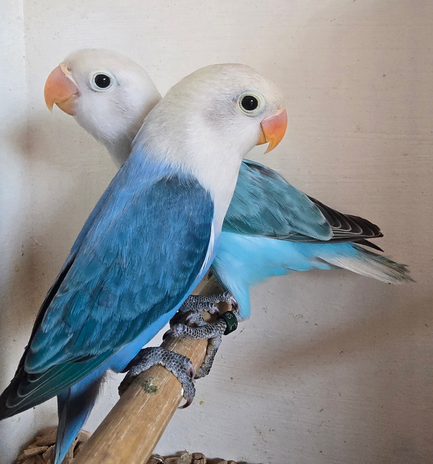3 Blauwe Opaline Fischeri's 2026, Plusieurs animaux, Perroquet nain ou Inséparable, Bagué