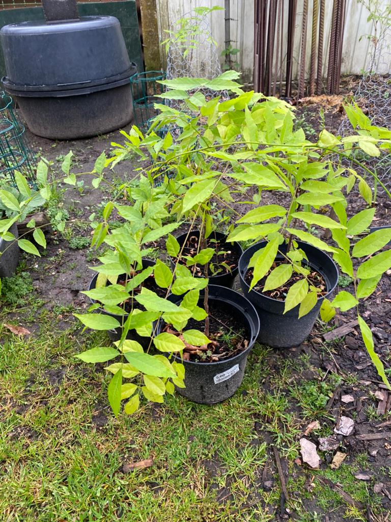 Blauwe regen ..( buitenplant ), Tuin en Terras, Planten | Struiken en Hagen, Ophalen