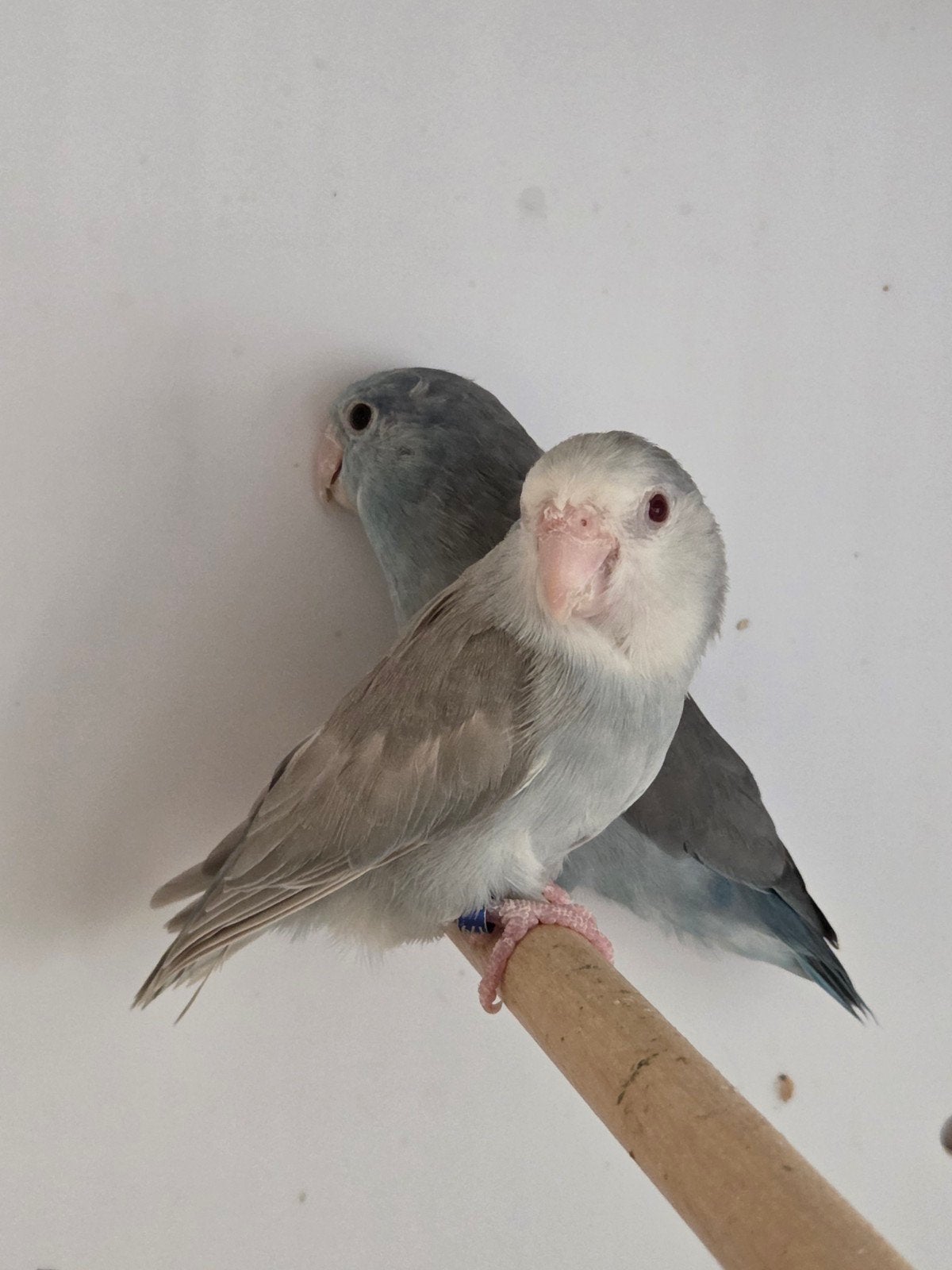 Koppeltje Forpus, Animaux & Accessoires, Oiseaux | Perruches & Perroquets