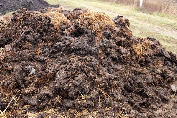 GRATIS paardenmest af te halen, Enlèvement, Autres types