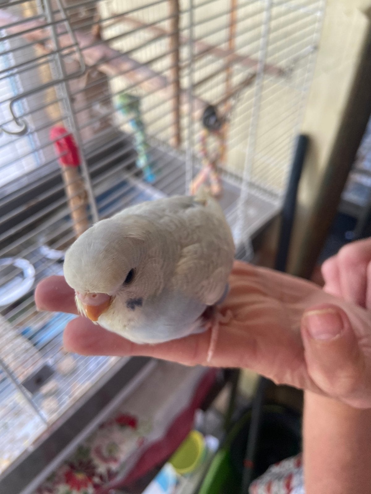 Te koop baby grasparkieten, Dieren en Toebehoren, Geslacht onbekend, Tam