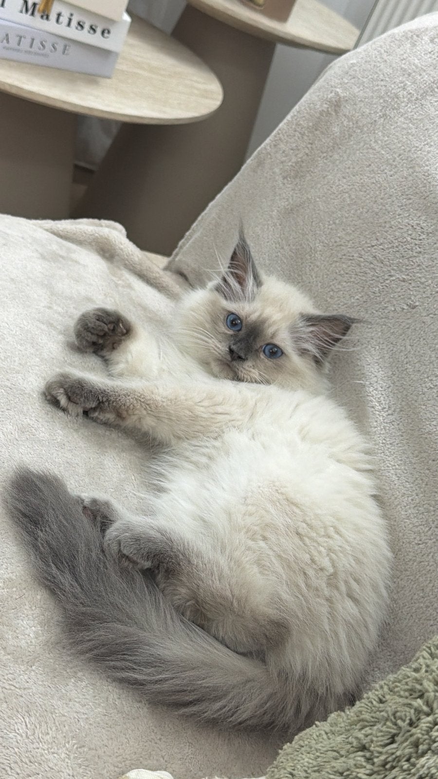 Ragdoll  mannelijke kat beschikbaar, Dieren en Toebehoren, Kater, Gechipt, 0 tot 2 jaar
