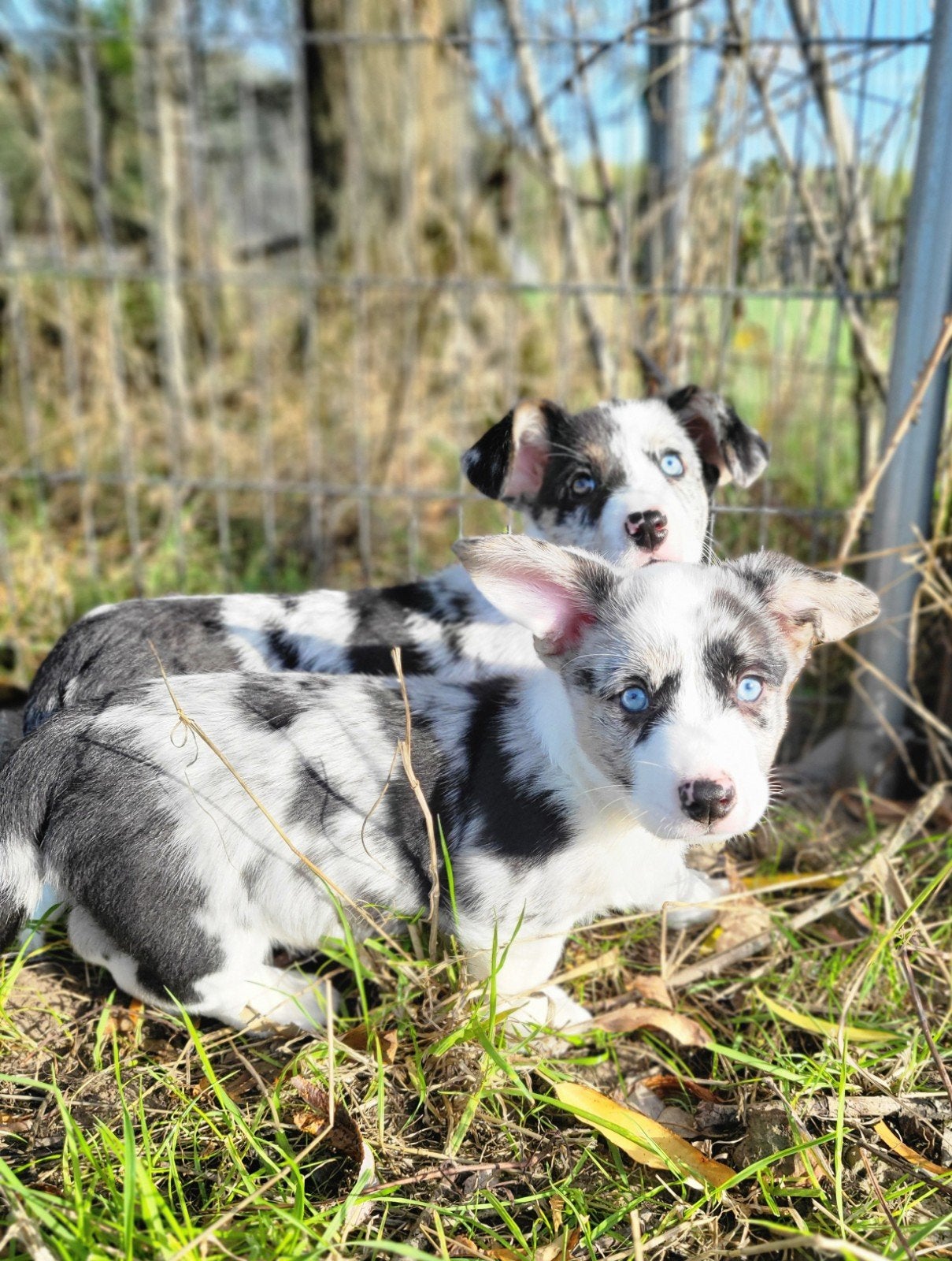 Welsh Corgi Cardigan pups / Corgi pups, Dieren en Toebehoren, België, Overige rassen, CDV (hondenziekte), 8 tot 15 weken