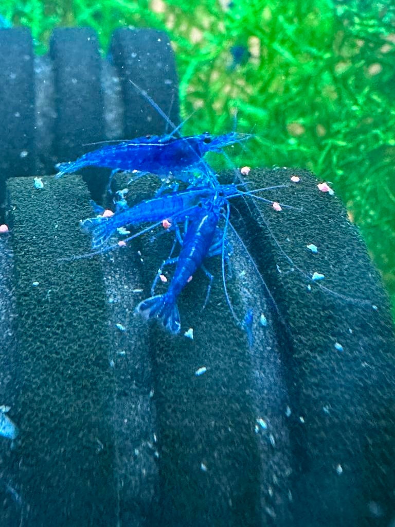 Blue dream garnalen, Dieren en Toebehoren