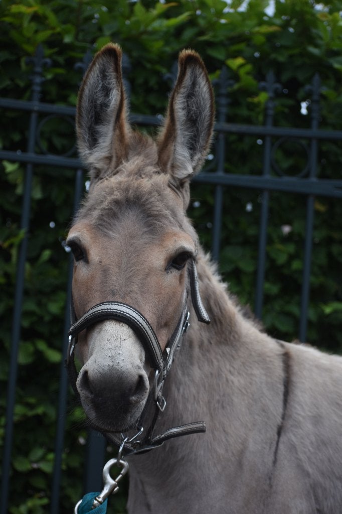 De 2 knapste, gezelligste ezels, Dieren en Toebehoren, Meerdere dieren, Niet van toepassing, C pony (1.27m tot 1.37m), Gechipt