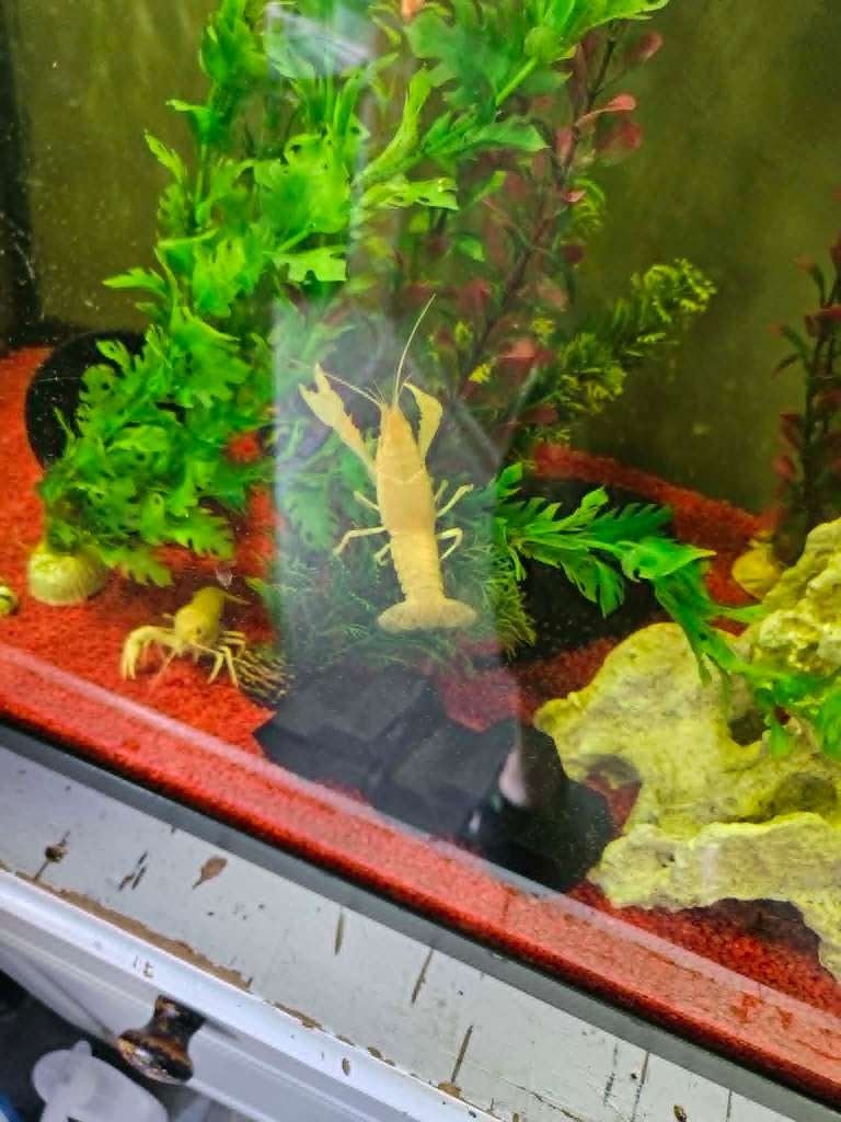 CPO Dwergkreeftjes ( 20+ stuks ) vaste prijs, Dieren en Toebehoren, Vissen | Aquariumvissen, Kreeft, Krab of Garnaal, Zoetwatervis