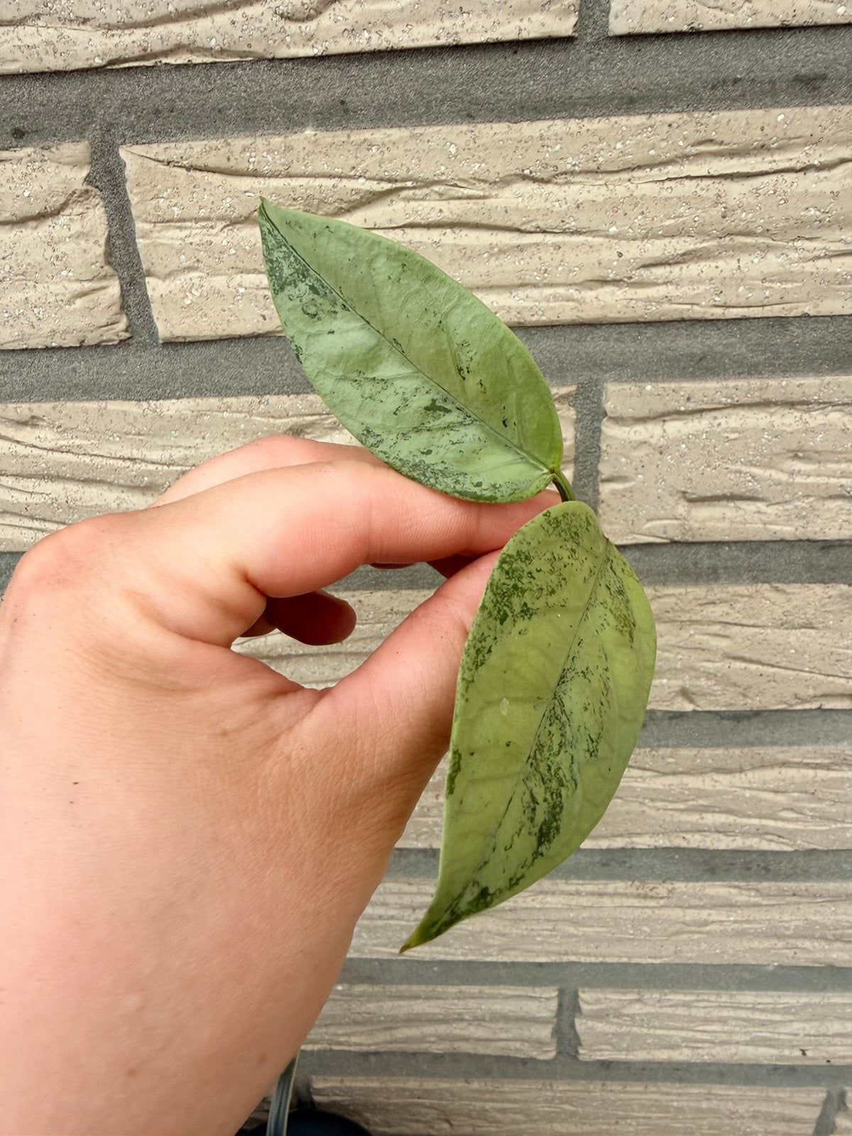 Hoya coriacea silver, Huis en Inrichting, Verzenden