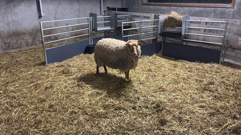 Schapen