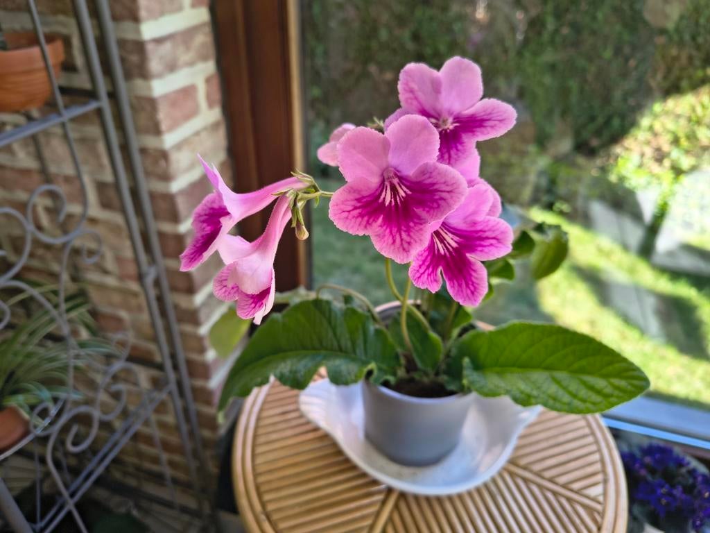 Streptocarpus ruilen, Ophalen