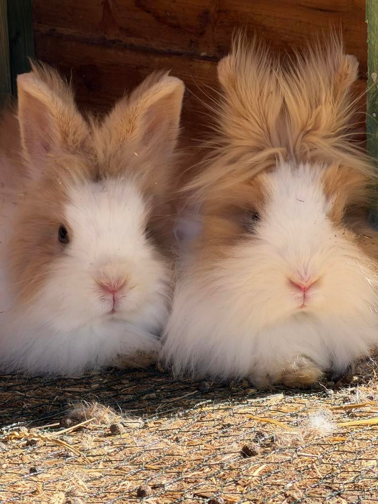 4 konijnen te koop, Meerdere dieren, Dwerg, Hangoor, 0 tot 2 jaar