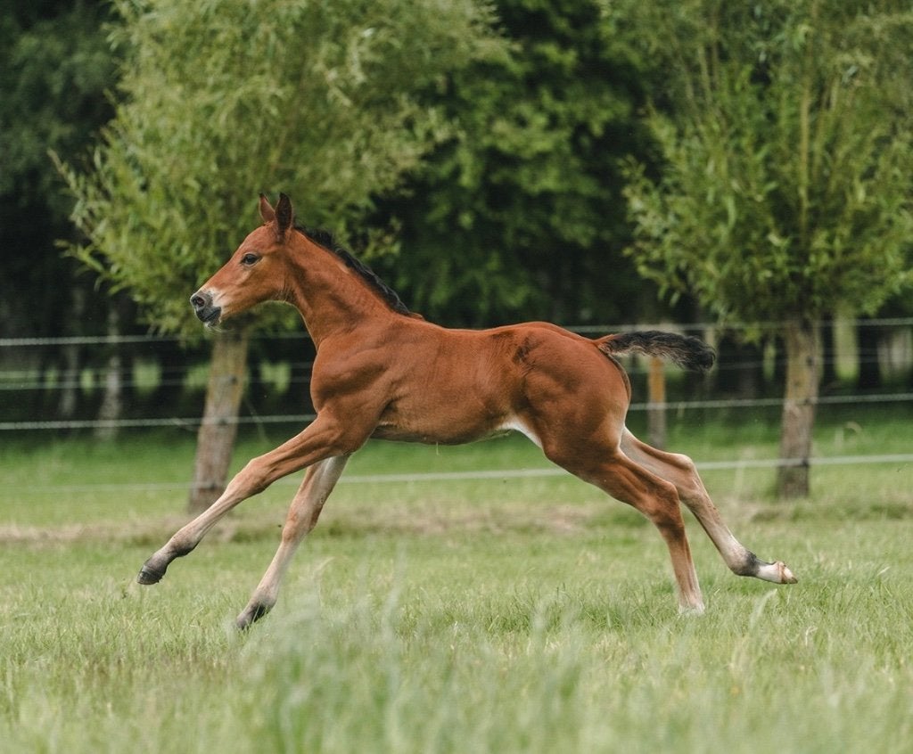 Chacco Blue X Bamako, Animaux & Accessoires, Chevaux, Étalon, Non dressé, 165 à 170 cm, 0 à 2 ans, Cheval de saut, Avec pedigree
