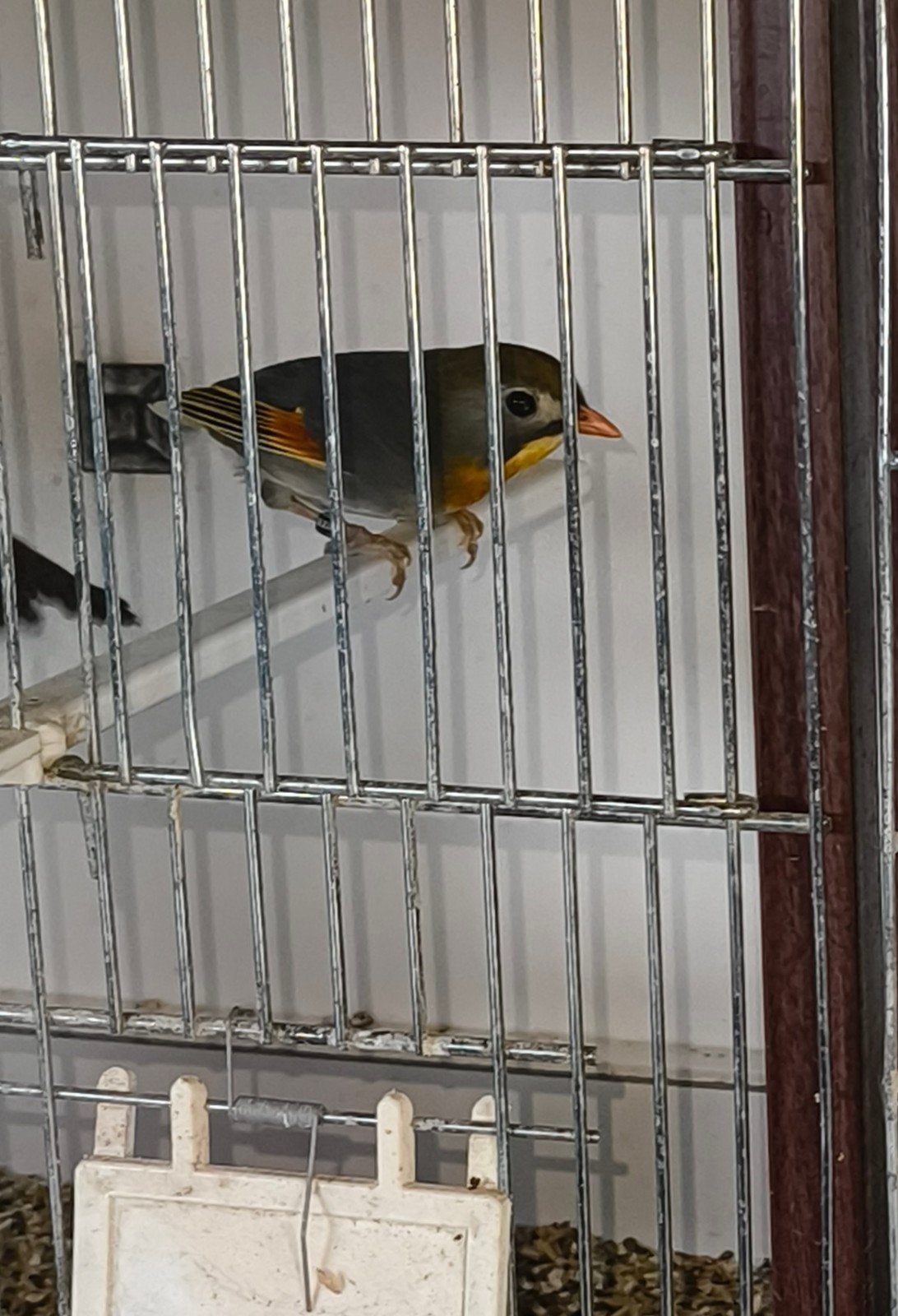 Koppel Japanse nachtegalen, Dieren en Toebehoren, Vogels | Overige Vogels
