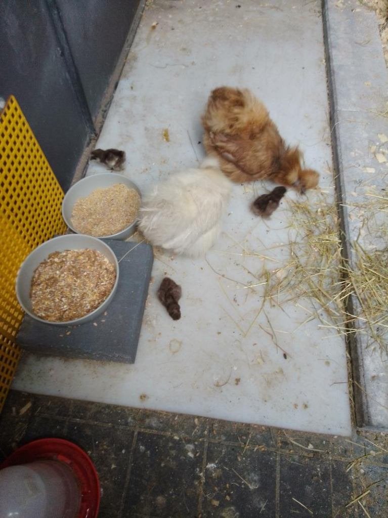 Zijdehoen hen met kuikentjes, Dieren en Toebehoren, Pluimvee