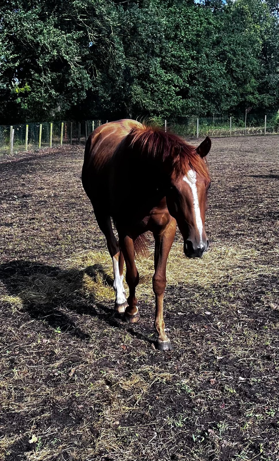 Quarter ruin 2j, Dieren en Toebehoren, Ruin, Westernpaard, Met stamboom, 0 tot 2 jaar