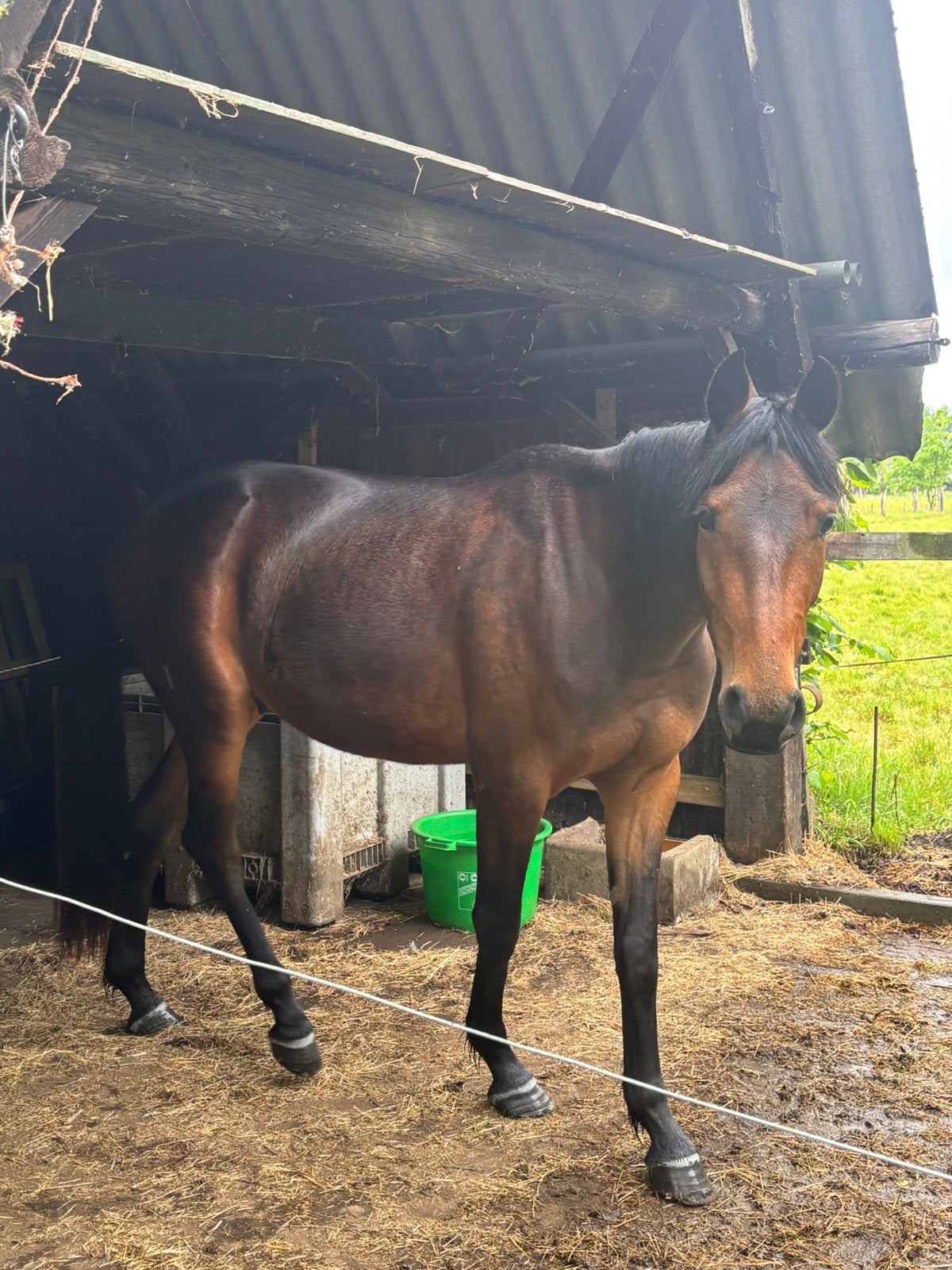Atilla, Gechipt, Ruin, Zadelmak, 3 tot 6 jaar