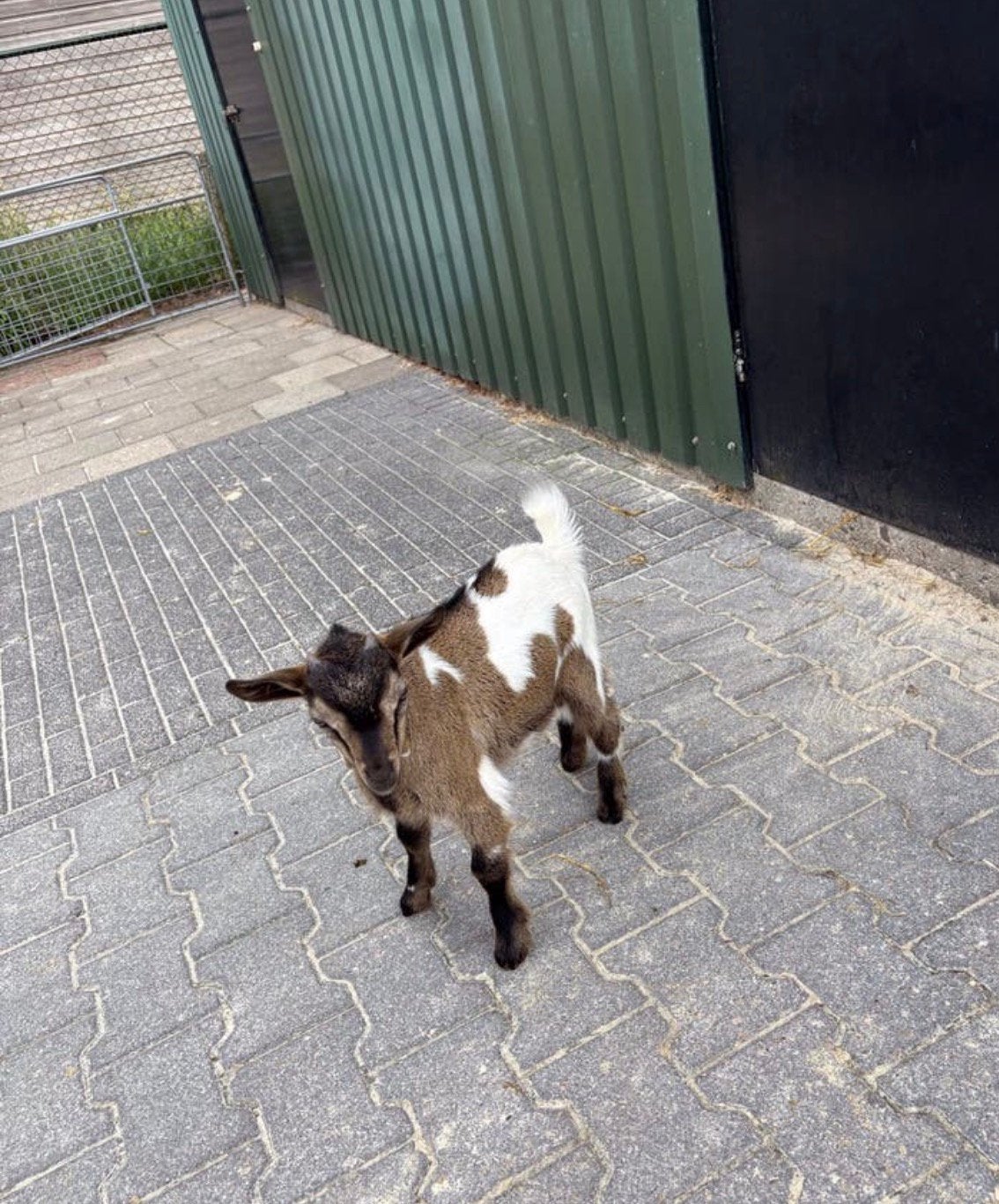 Dwerggeiten bonte bokje, Dieren en Toebehoren, Schapen, Geiten en Varkens