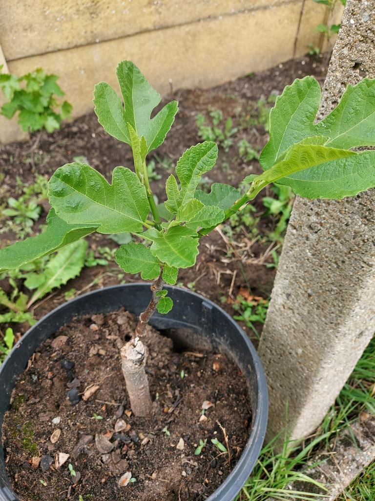 vijgen boom, Ophalen