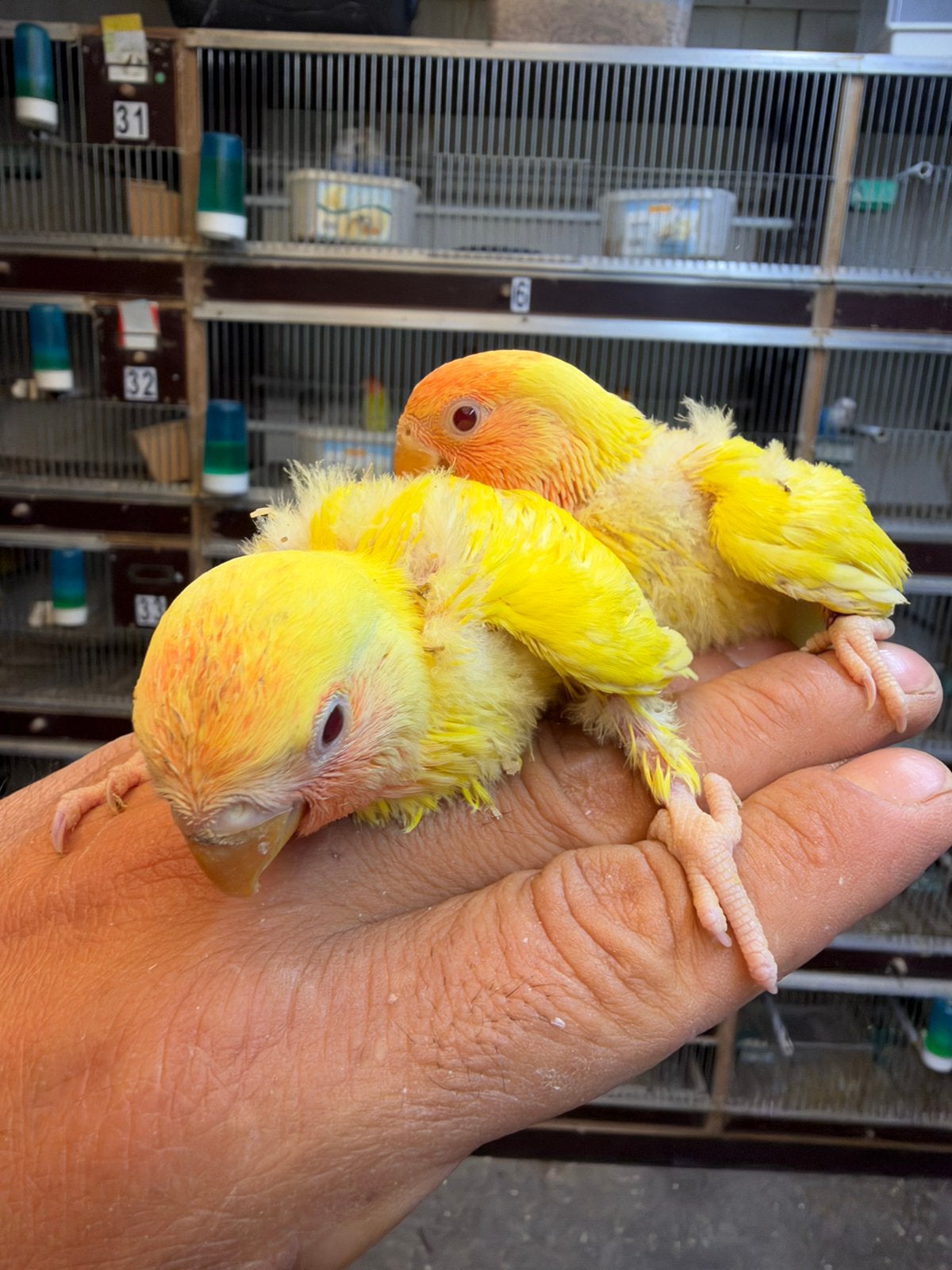 Collis baby, Dieren en Toebehoren
