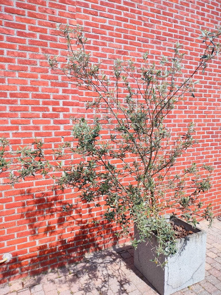 Olijfboom inclusief pot, Jardin & Terrasse, Plantes | Arbres, Enlèvement, En pot, Olivier