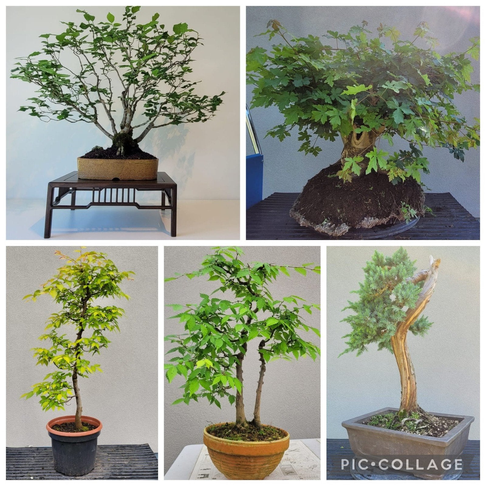 Verschillende bonsai te koop, Enlèvement