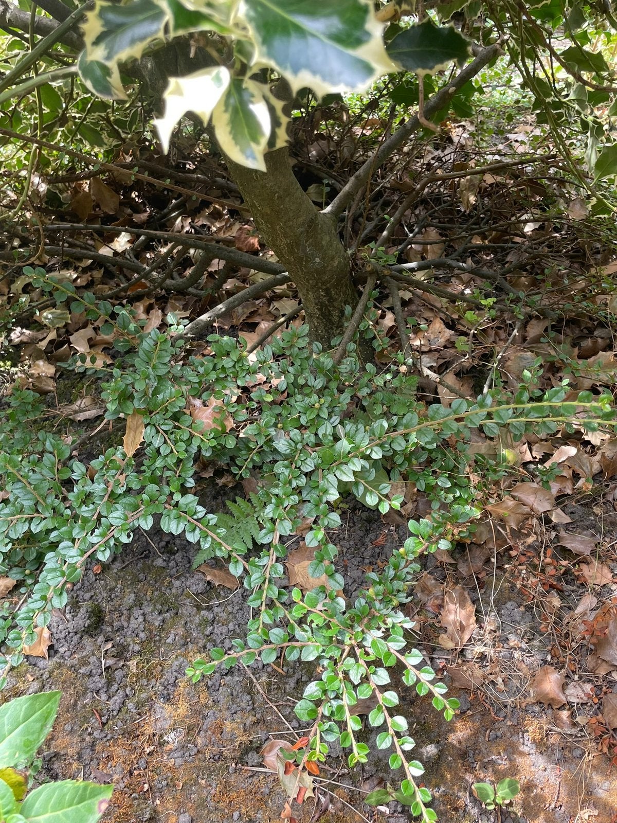 Verschillende struiken/planten, Ophalen, Bloeit niet