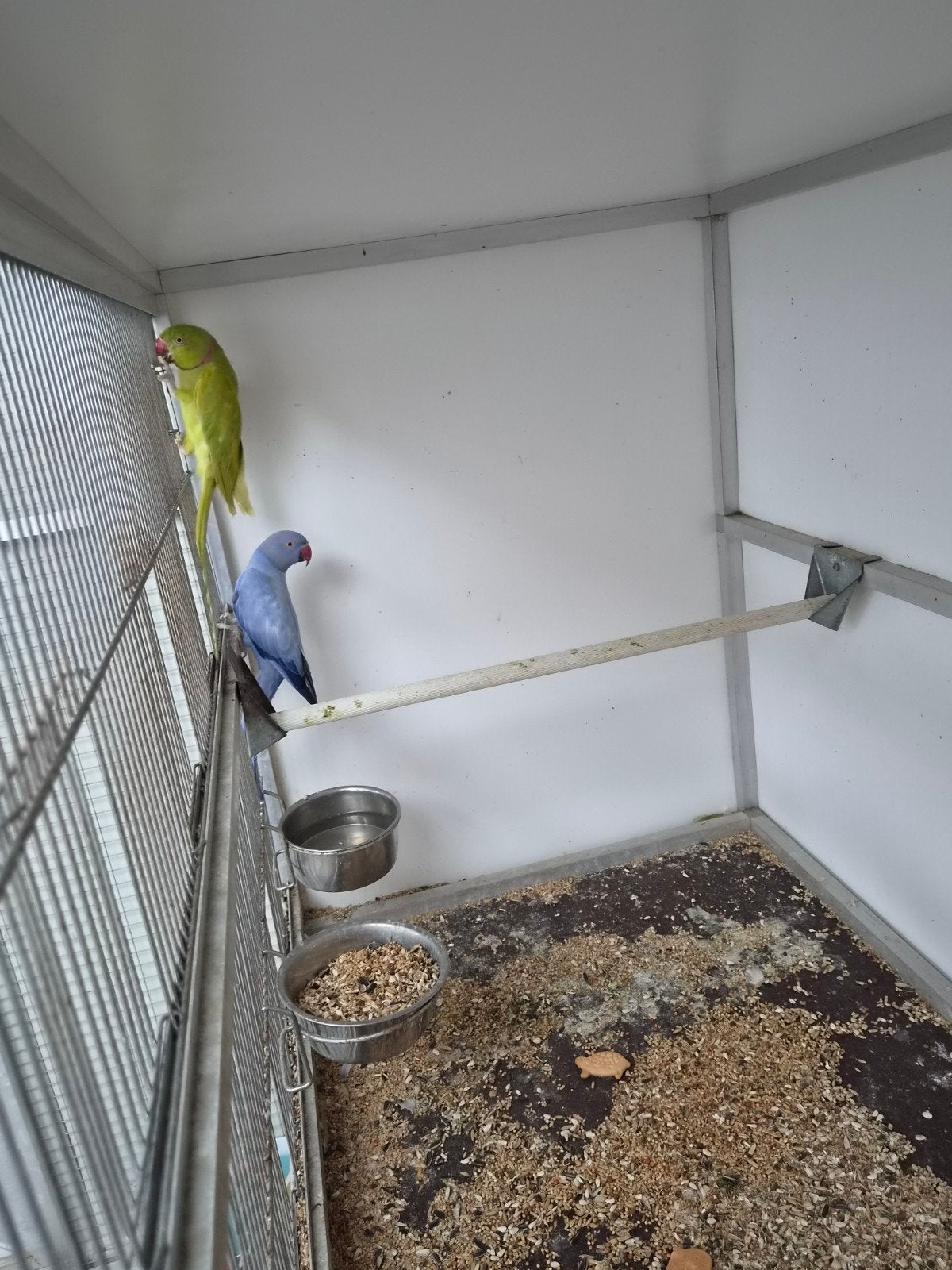 koppel halsbanden te koop