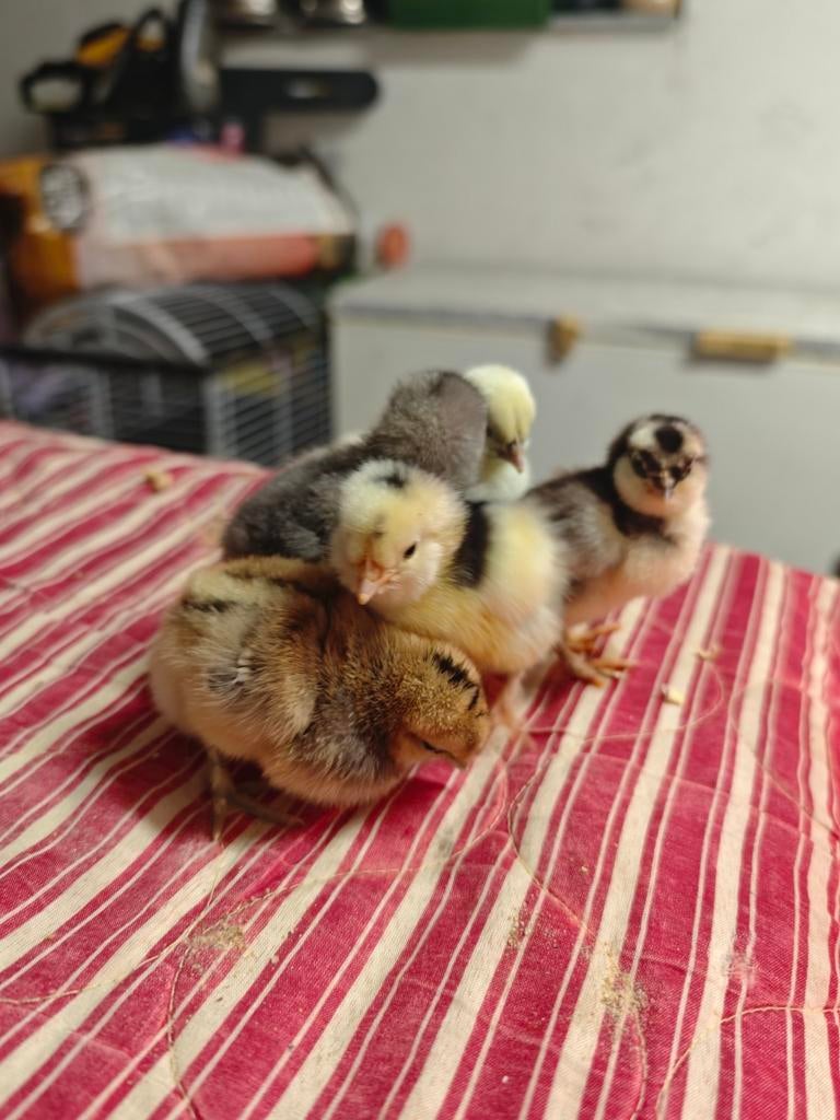 Kuikens te koop
