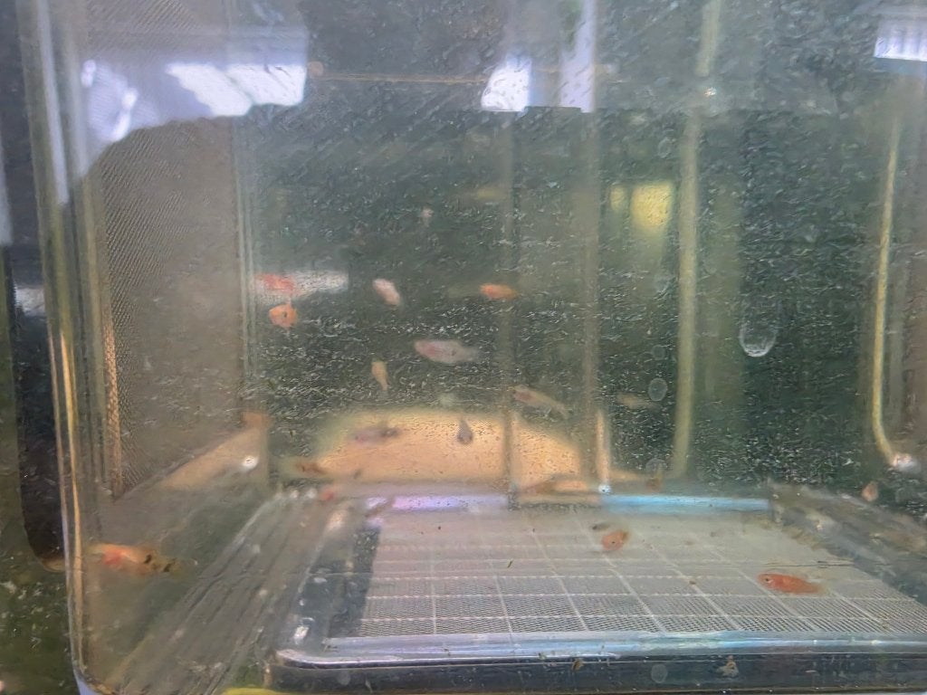 Platty en guppy mix, Dieren en Toebehoren, Vissen | Aquariumvissen, Vis, Zoetwatervis