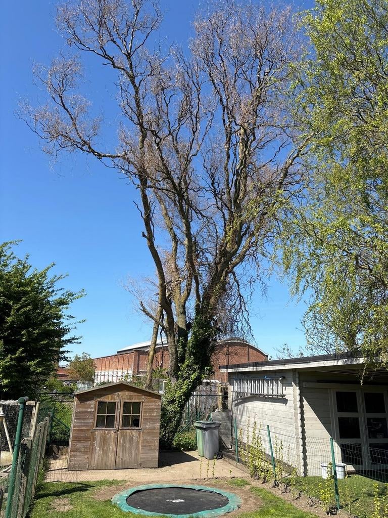 Gratis boom vellen in ruil voor brandhout, Jardin & Terrasse, Bois de chauffage, Enlèvement