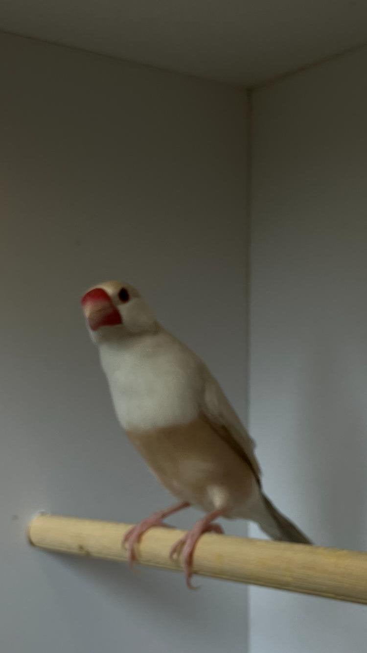 Bruin pastel padda (rijstvogel) pop