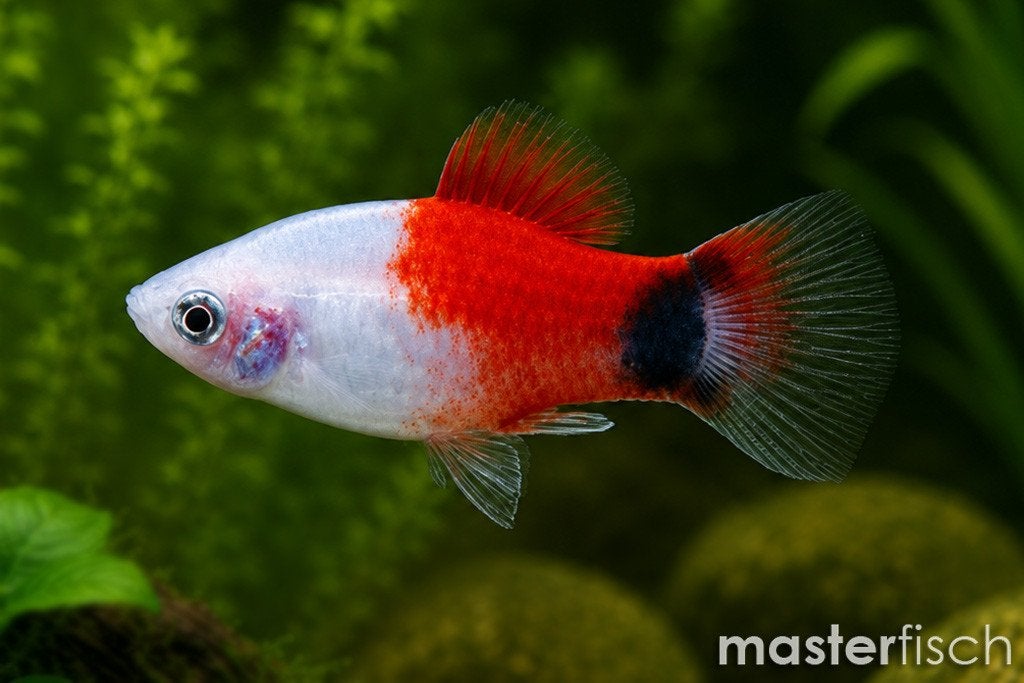 poisson, Neuf, Poissons inclus, Enlèvement, Autres types